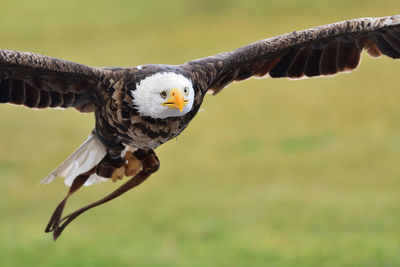 Bald eagle in flight during a falconry demonstration 