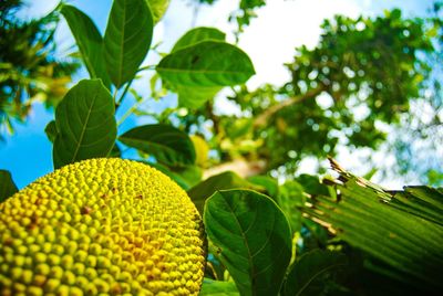 Close-up of fruit growing on tree
