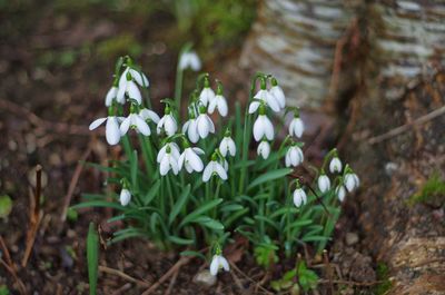 Close-up of white flowers blooming outdoors