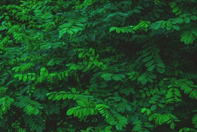 Full frame shot of leaves in forest