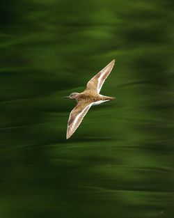 Close-up of a bird