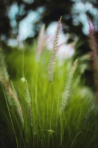 Close-up of fresh grass in field