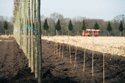 Close-up of trees at plant nursery