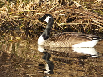 Close-up of bird