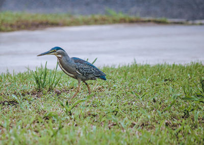 High angle view of gray heron perching on field