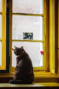Cat sitting on window sill