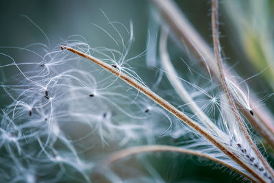 Close-up of spider web