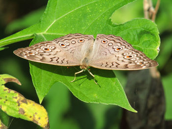 Close-up of butterfly on leaves