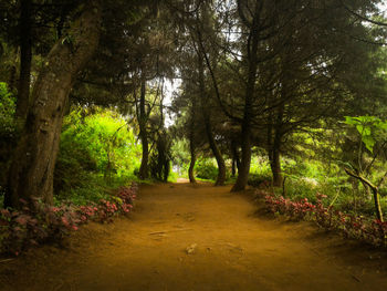 Footpath amidst trees in forest