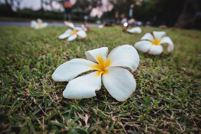 Close-up of white flower on field