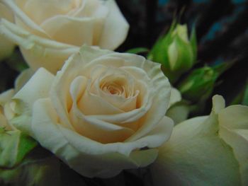 Close-up of rose