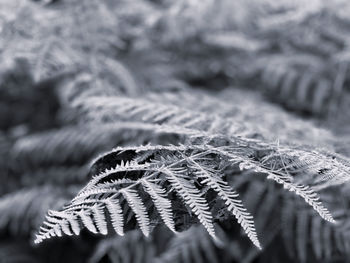 Black and white monochrome fern