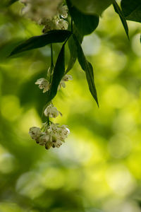 Close-up of bee on flower tree