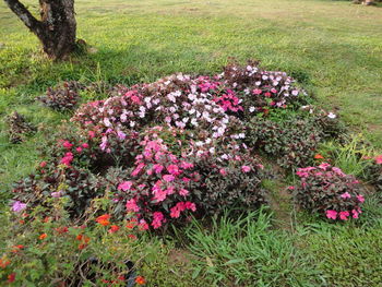 Pink flowering plants on field in park