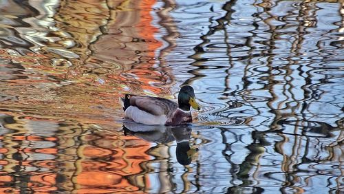Close-up of bird perching on lake