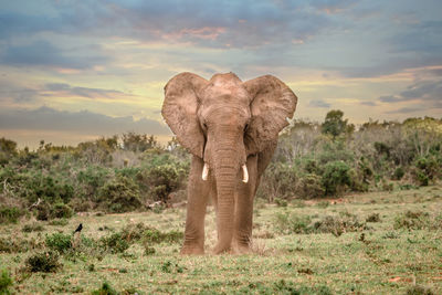 Elephant on land against sky during sunset