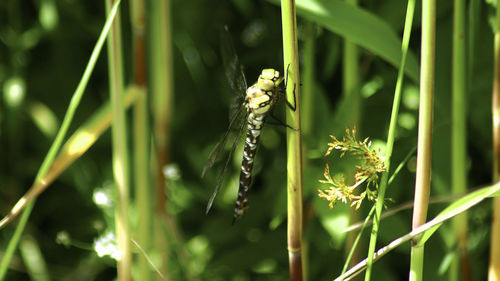 Close-up of insect on grass