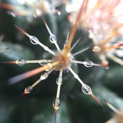 Close-up of wet flower on plant