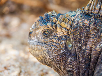 Close-up of marine iguana at beach