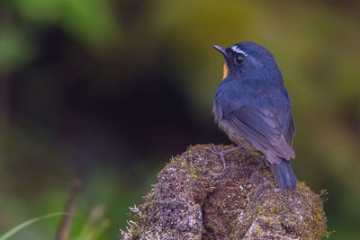 Close-up of bird perching on branch