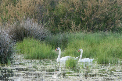 Swans in lake