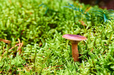 Close-up of mushroom growing on field