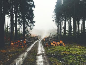 Road amidst trees in field against sky