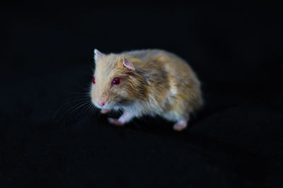 Close-up of cat against black background