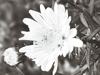 Close-up of white flower growing outdoors