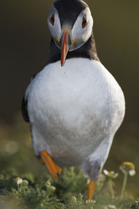 Close-up portrait of puffin on field