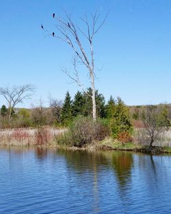 Scenic view of lake against clear blue sky