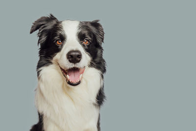 Close-up of dog against blue background