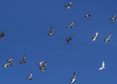 Low angle view of birds flying against clear blue sky