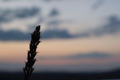Close-up of plant against sky at sunset