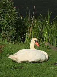 Swan on a field