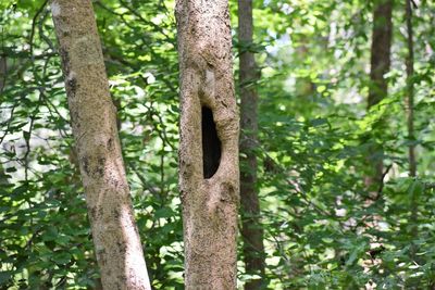 Low angle view of tree trunk