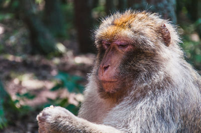 Close-up of monkey looking away