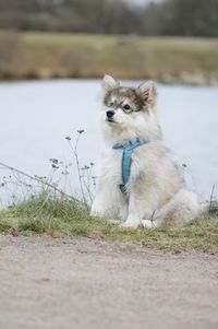 Puppy dog sitting in front of a lake