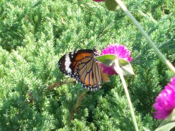 Close-up of butterfly pollinating on flower