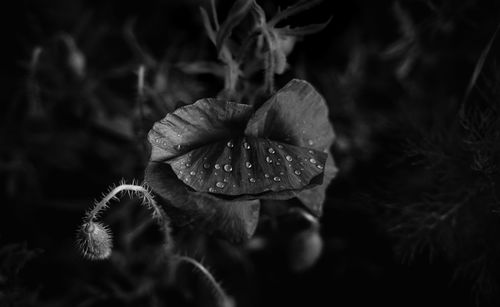 Close-up of wet flowering plant