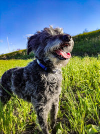 Cute gray shaggy bearded dog with open mouth on green grass in sunny day. walking with pets