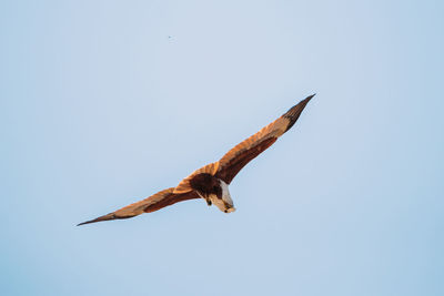 Low angle view of bird flying against clear sky