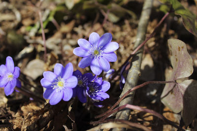 Close-up of purple flowers blooming outdoors