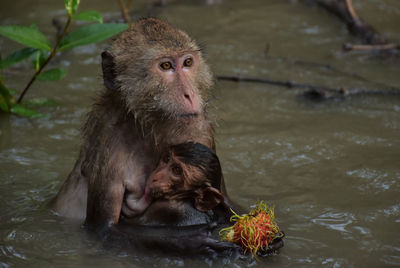 Close-up of monkey swimming in lake