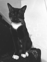 Portrait of cat sitting on floor