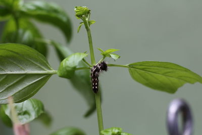 Close-up of insect on plant