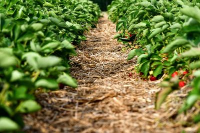 Close-up of fresh plants growing on field