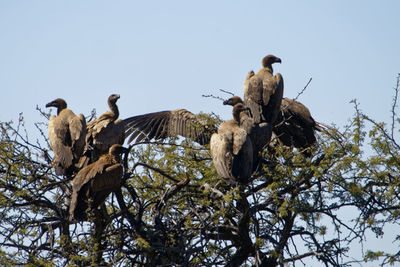 Low angle view of birds perching on tree against sky