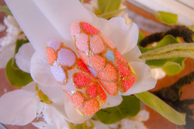 Close-up of red flowering plant