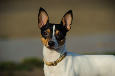 Close-up portrait of a dog